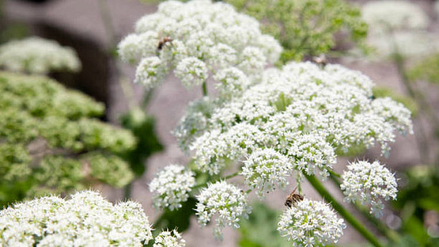 Опасный для человека борщевик разросся в лесах под Новосибирском