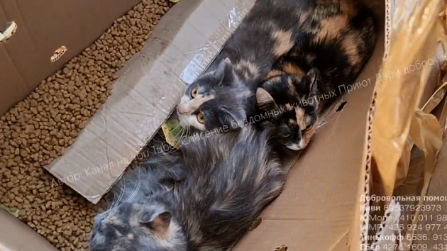 В новосибирском лесу нашли закрытые коробки с 12 кошками
