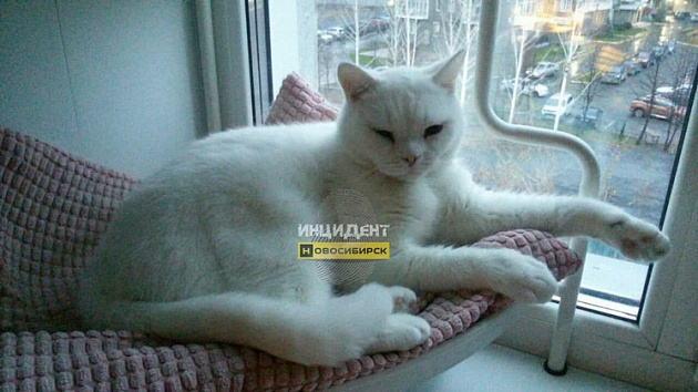 Под Новосибирском дачники обвинили соседа в убийстве кота