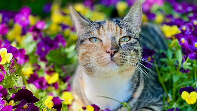 Тёплая и ясная погода порадует новосибирцев в первую рабочую неделю лета