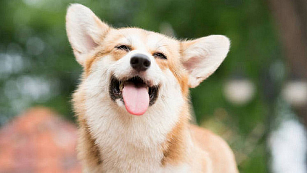 В Новосибирской области потеплеет до +28° в последние выходные июня