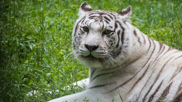 В новосибирском зоопарке скончалась белая тигрица Зая