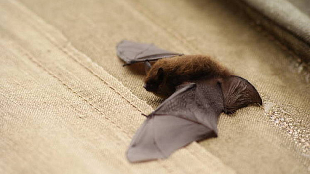 В новосибирском Академгородке нашли редкую летучую мышь из Красной книги