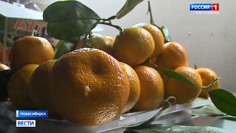 ВЕСТИ Новосибирск