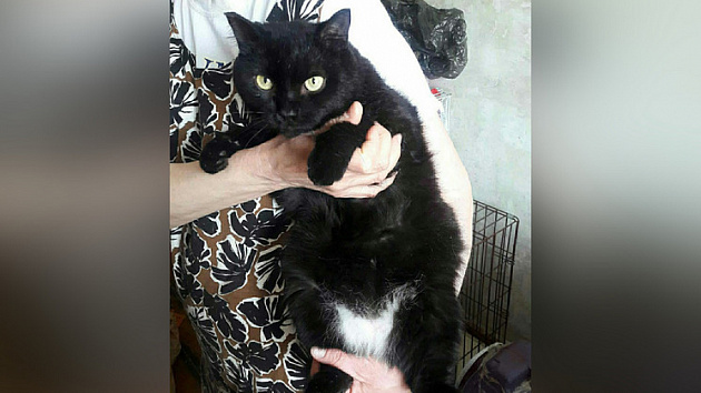 Коту с мочекаменной болезнью ищут заботливую семью в Новосибирске