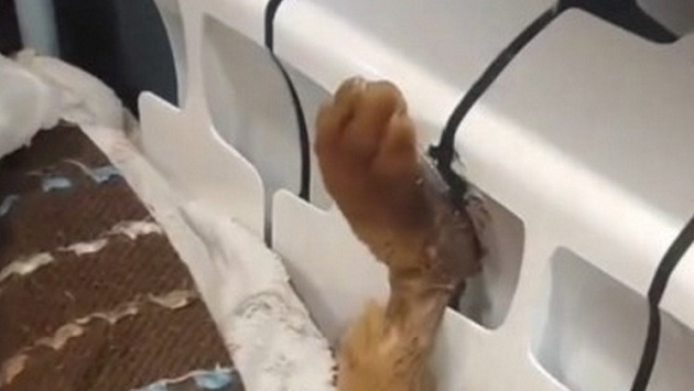 В Новосибирске спасли кота, лапа которого застряла в батарее отопления