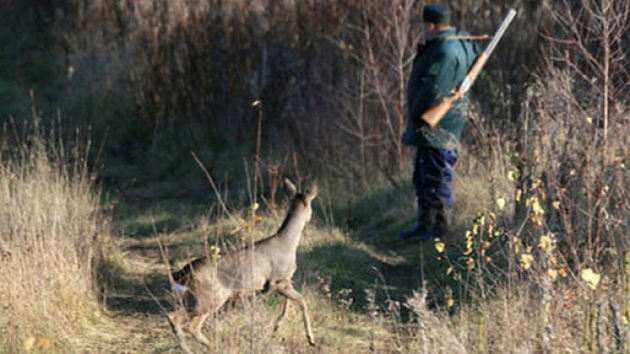 Новосибирец убил лося из ружья и утопил орудие преступления в реке