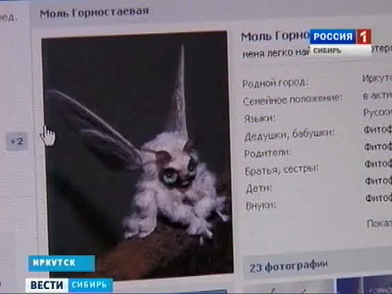 Некоторые горожане предлагают сделать горностаевую моль новым символом Иркутска