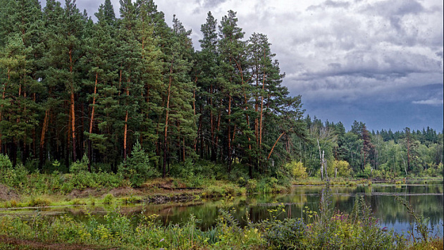 Караканский бор в Новосибирской области стал особо охраняемой природной территорией