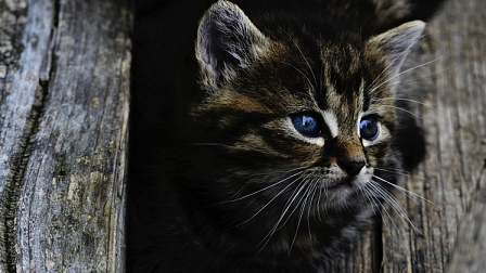В Новосибирске спасатели помогли маленькому котенку выбраться из западни