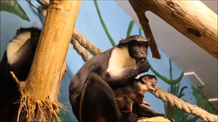 В новосибирском зоопарке у мартышек диана родился долгожданный детёныш