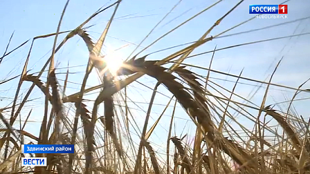 Аграрии наращивают темпы работ по уборке зерновых в Новосибирской области