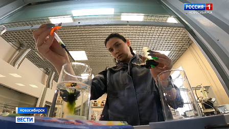 Натуральные пищевые красители из ягод и пихты создали новосибирские химики