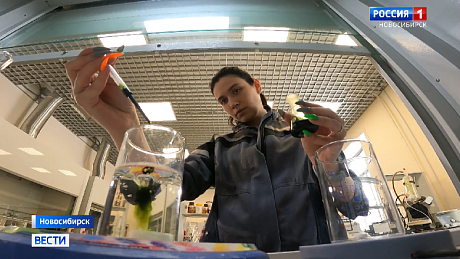 ВЕСТИ Новосибирск