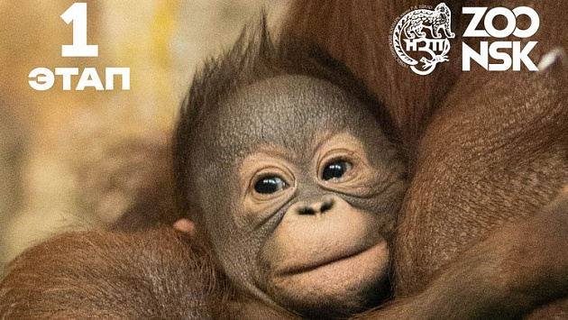 Новосибирский зоопарк объявил конкурс на имя дочки орангутанов Бату и Мишель