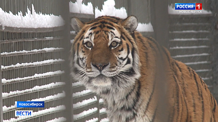 Амурские тигры встретят Новый год в просторном павильоне в зоопарке Новосибирска