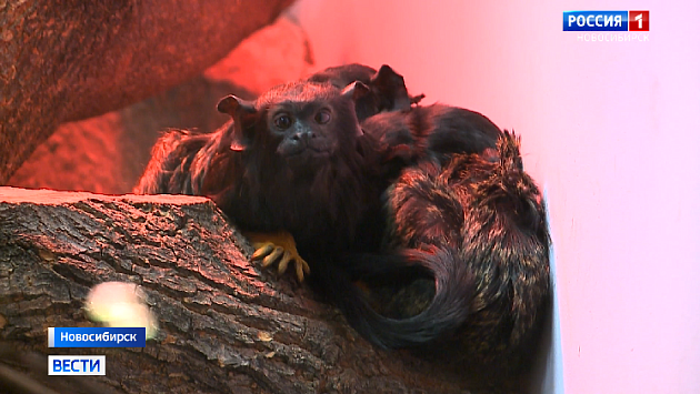 Новосибирский зоопарк сократил режим работы ещё на один час с 22 сентября