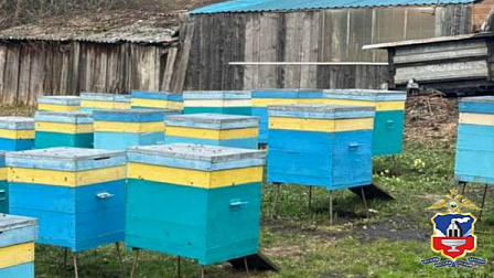 Новосибирские подростки украли улей с пчелами на Алтае