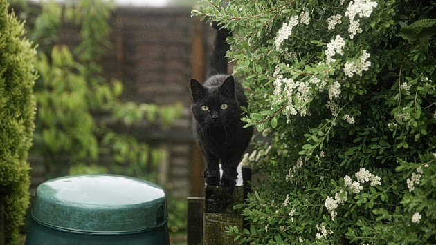 Жара и дождь вернутся в Новосибирскую область в последнюю неделю июля