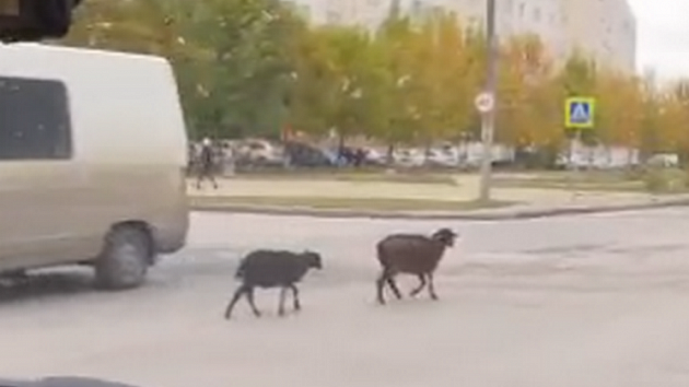 Посреди проезжей части новосибирские водители заметили баранов 