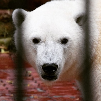 Белому медвежонку Ростику из Новосибирского зоопарка исполнилось два года