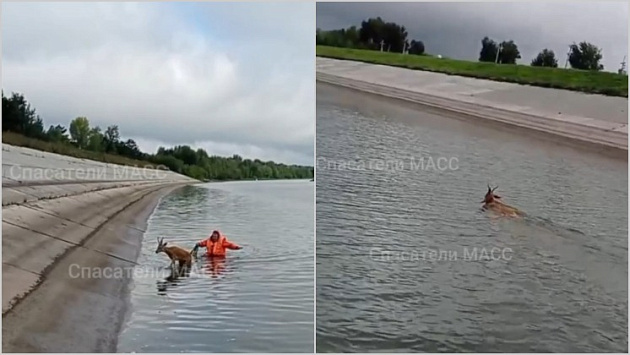 Новосибирские спасатели освободили двух косуль из водного плена