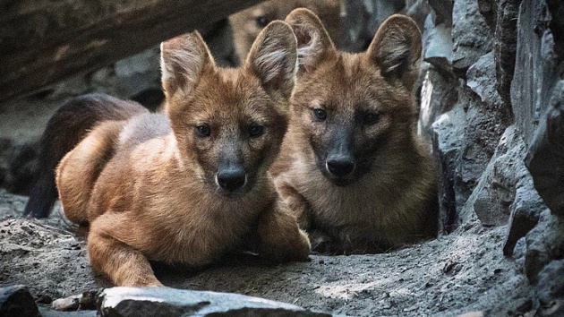 Новосибирский зоопарк поделился снимками красных волков 