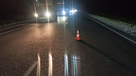 В Новосибирской области два человека погибли во время наезда автомобиля на лося