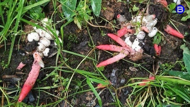 В огороде жительницы Новосибирска вырос редкий гриб непристойной формы