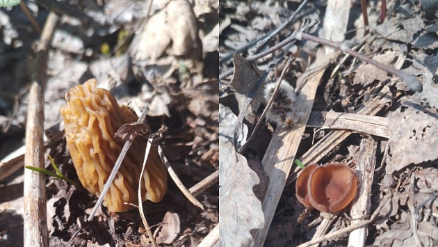 Грибники похвастались первым урожаем сморчков в лесах Новосибирской области