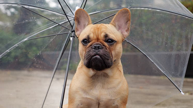 Дождливая погода установится в Новосибирской области в последние выходные лета