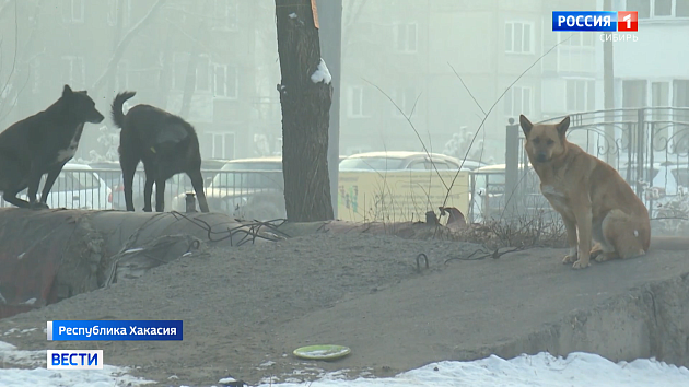 Проблему бездомных агрессивных собак не могут решить в Хакасии