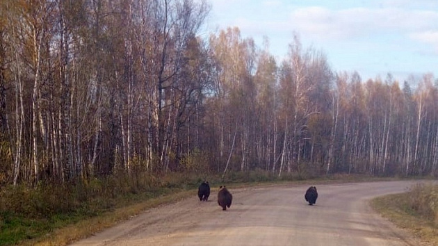 Медведицу с медвежатами заметили на дороге под Новосибирском