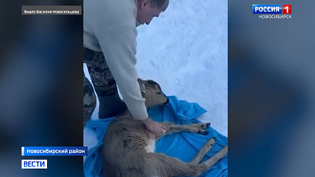 Новосибирцы спасли вмёрзшую в лёд косулю