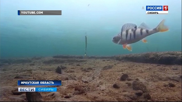 Рыба в Ангаре оказалась заражена ртутью   