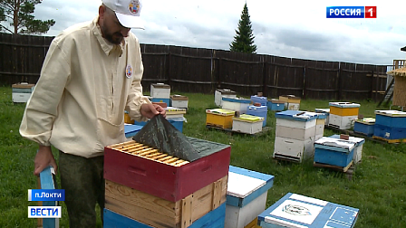 В пчелиных хозяйствах Новосибирской области начинается период сбора меда