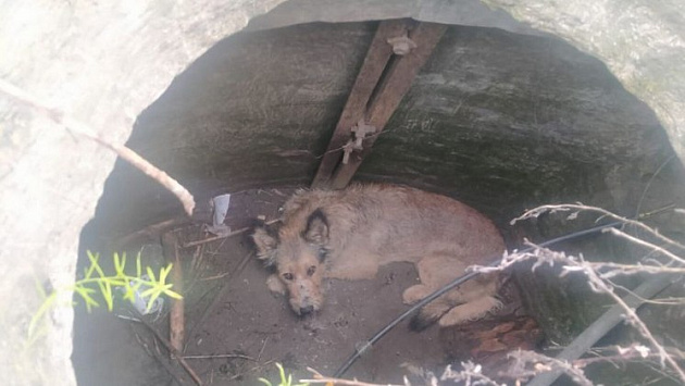 Под Новосибирском собаку чудом спасли от смерти в колодце