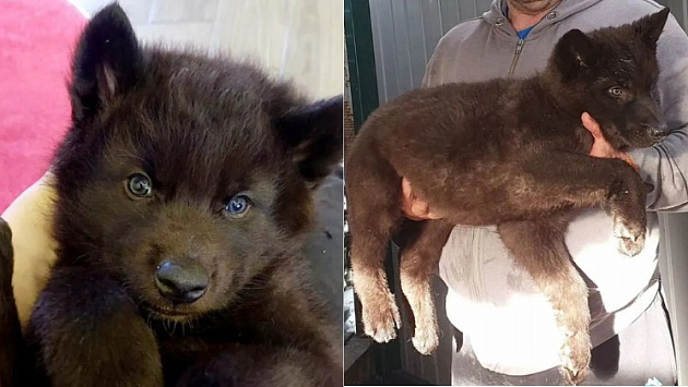 Щенков гибрида волка и собаки впервые выставили на продажу в Новосибирске