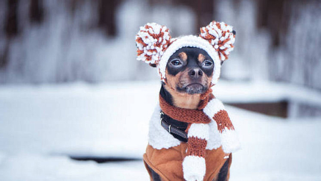 Холодная погода сохранится в Новосибирской области в выходные 11 и 12 октября
