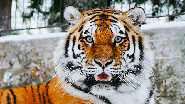 Новосибирцев позвали в зоопарк посмотреть на показательное кормление амурских тигров