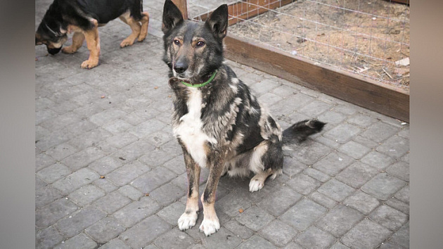 В Новосибирске пострадавшей в аварии собаке ищут заботливых хозяев