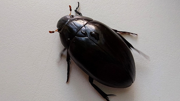 Жительницу Новосибирска поразил гигантский жук-водолюб