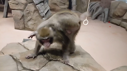 Японская макака удивила посетителей новосибирского зоопарка йогой и танцами