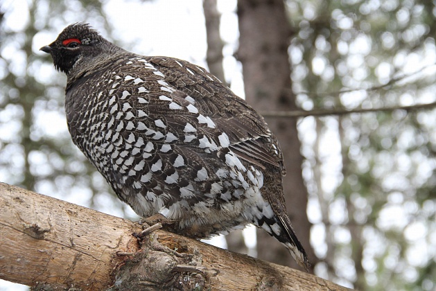 Выращенных в неволе рябчиков выпустили в Новосибирске