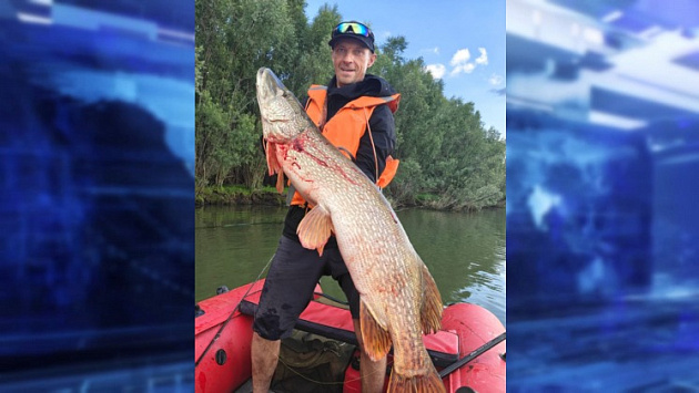 Новосибирец поймал в Оби 13-килограммовую голодную щуку