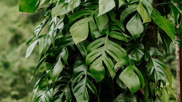 В Новосибирске выставили на продажу уникальный цветок за 100 тысяч рублей