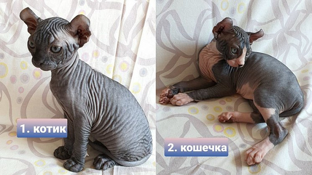 Жительница Новосибирска продаёт взаимодействующих с астральным миром котят