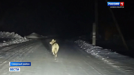 Крупные волки держат в страхе жителей села в Новосибирской области