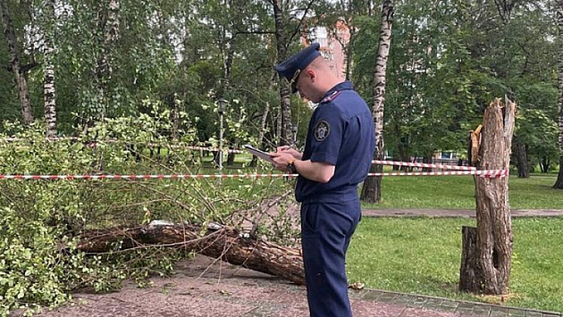Директора новосибирского «Горзеленхоза» осудят за рухнувшее на девятилетнего мальчика дерево