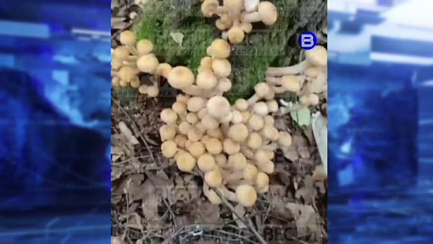 Новосибирцы хвастаются богатым урожаем грибов после проливных дождей